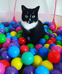 Portrait of cat with multi colored balls