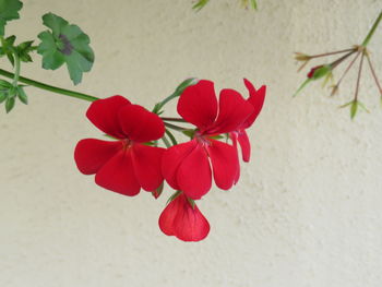 High angle view of red flowering plant