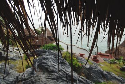 Close-up of palm trees along plants