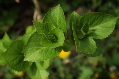 Close-up of green leaves