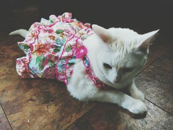 Close-up of cat wearing dress