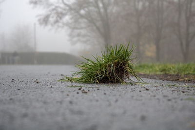 Close-up of plant on road