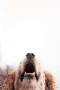 Close-up of dog against white background