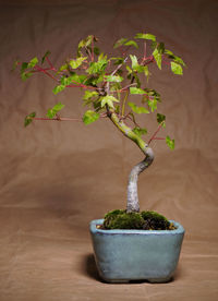 Momiji bonsai