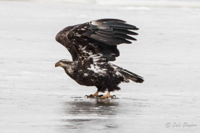 Close-up of bird on lake