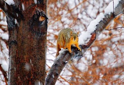 Close-up of squirrel perching on tree