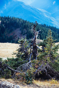 Pine trees in forest