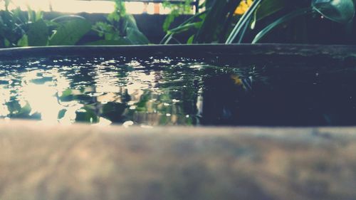 Close-up of leaves floating on water