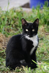 Portrait of black cat sitting on field