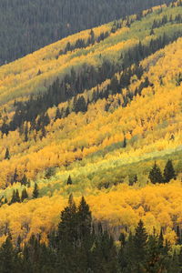 Trees growing on field