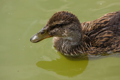 Close-up of duck swimming in lake