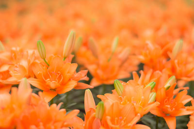 Close-up of orange flowers