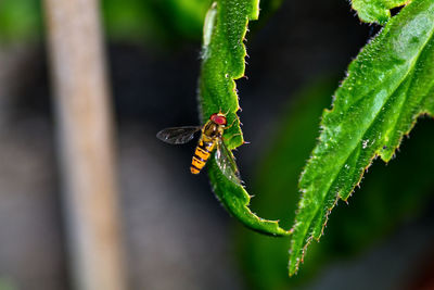 Close-up of insect on leaf