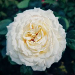 Close-up of white rose