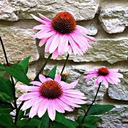 Close-up of pink flower