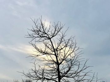 Low angle view of bare tree against sky