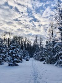 Trees on snow covered landscape against sky