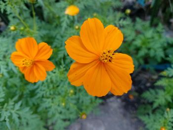 Close-up of orange cosmos flower