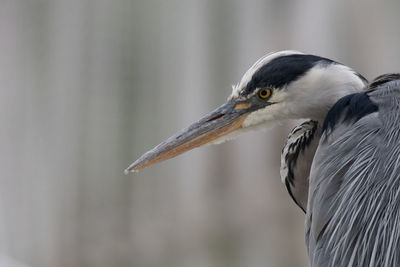 Close-up of a bird