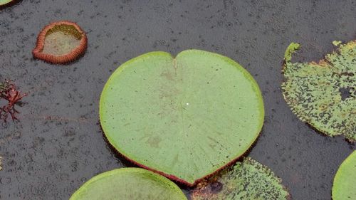 High angle view of heart shape on leaf