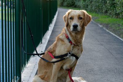 Portrait of dog sticking out tongue outdoors