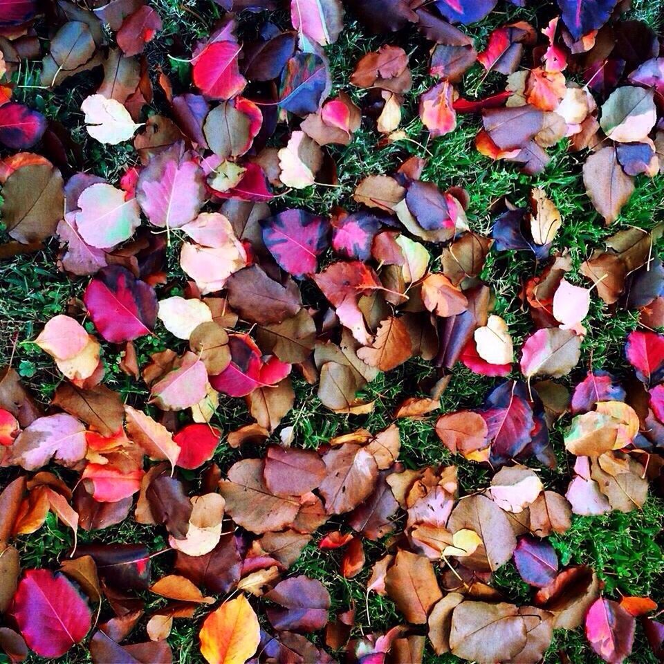 autumn, leaf, abundance, change, full frame, large group of objects, fallen, backgrounds, leaves, high angle view, dry, season, field, nature, grass, day, outdoors, falling, no people, tranquility