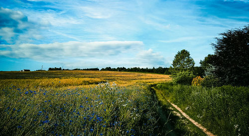 Scenic view of field against sky
