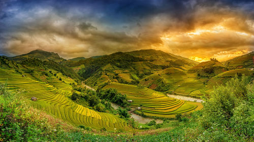 Scenic view of rice field against sky