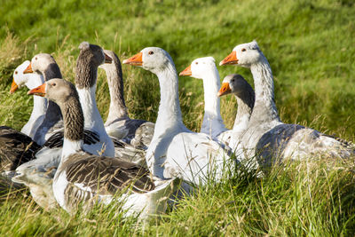 View of birds on field