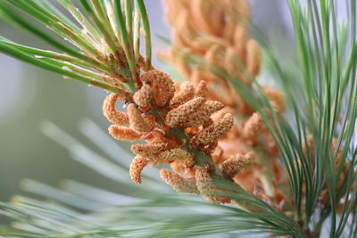 Close-up of pine cones on plant