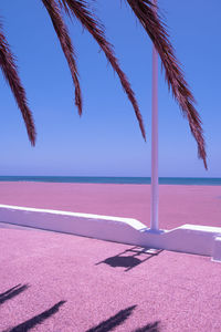 Tropical palm tree and ocean view. sunlight shadows. canary island. travel aesthetic 