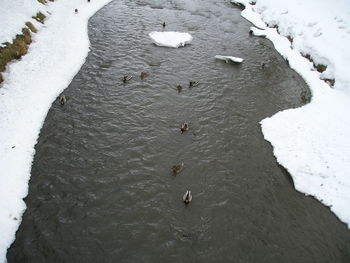 High angle view of ducks on beach