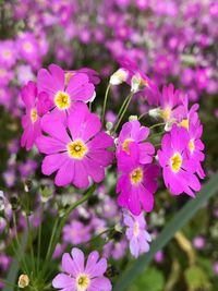 Close-up of flowers blooming outdoors