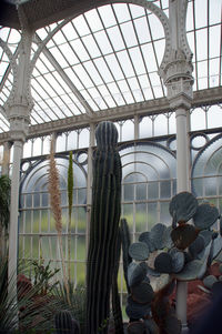 Rear view of people in greenhouse