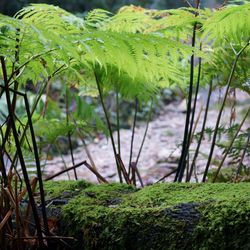 Close-up of moss growing on land