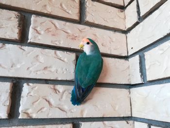 Close-up of bird perching on wall