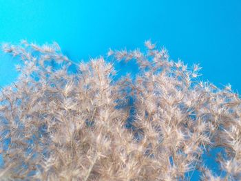 Low angle view of plants against blue sky