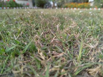 Close-up of fresh green grass in field