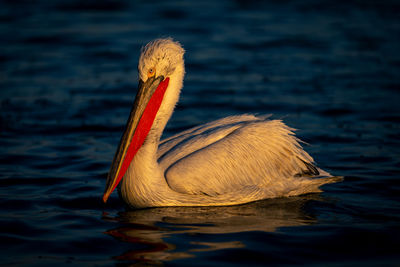 Close-up of pelican