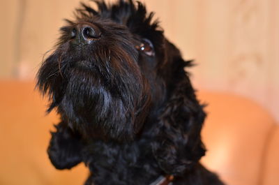 Close-up of a dog looking away