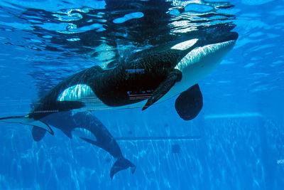 underwater