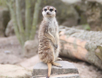 Close-up of meerkat against blurred background