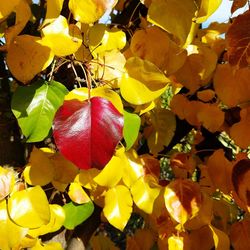 Close-up of fruits growing on tree