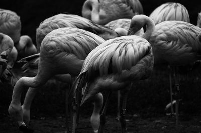 Close-up of birds on field