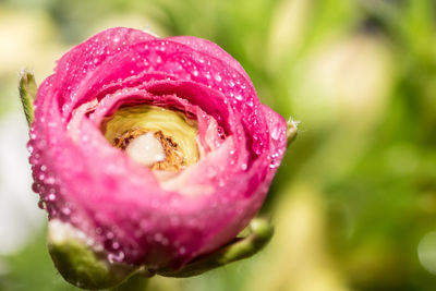 Close-up of wet pink ranunculus blooming outdoors