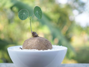 Close-up of ice cream in bowl against blurred background