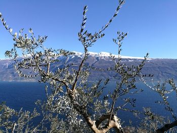 Plants on snow covered landscape against blue sky