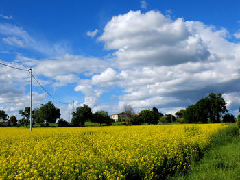 Scenic view of oilseed rape field against sky