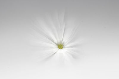 Full frame shot of white flower