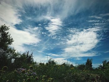 Low angle view of trees against sky